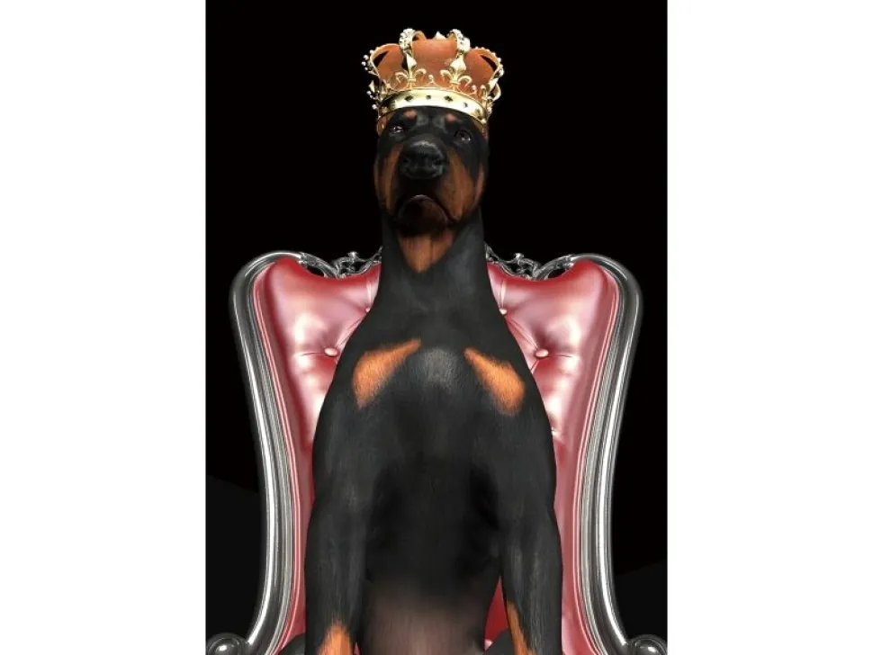 Obraz Dog in Crown