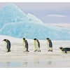Obraz Penguins