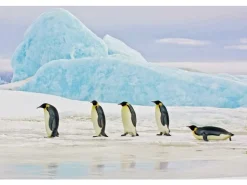 Obraz Penguins